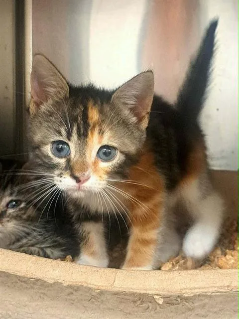 A baby small-sized female Domestic Short Hair cat named Moon Pie for adoption in Easton, MD