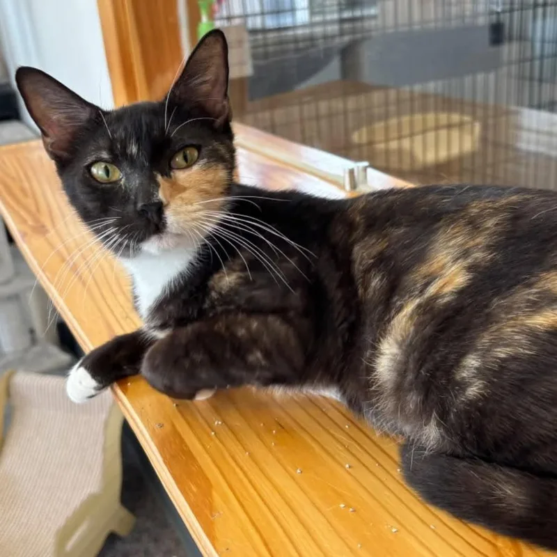 A baby medium-sized female Calico Domestic Short Hair cat named Indy for adoption in Hamburg, NY