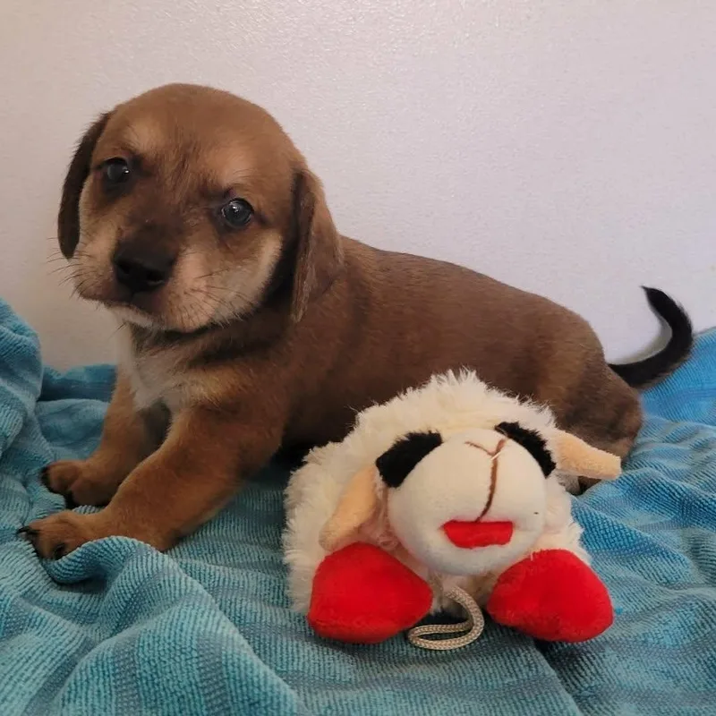 Kona
