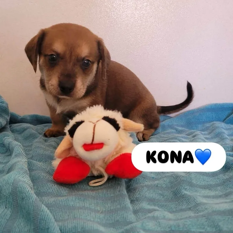 Kona thumbnail 2