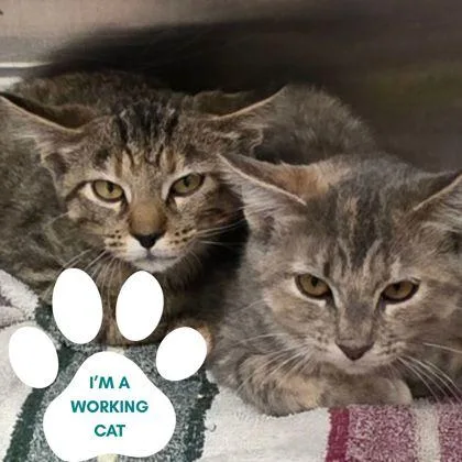 A young medium-sized female Tabby (Buff / Tan / Fawn) Domestic Short Hair cat named Tourmaline for adoption in Dubuque, IA