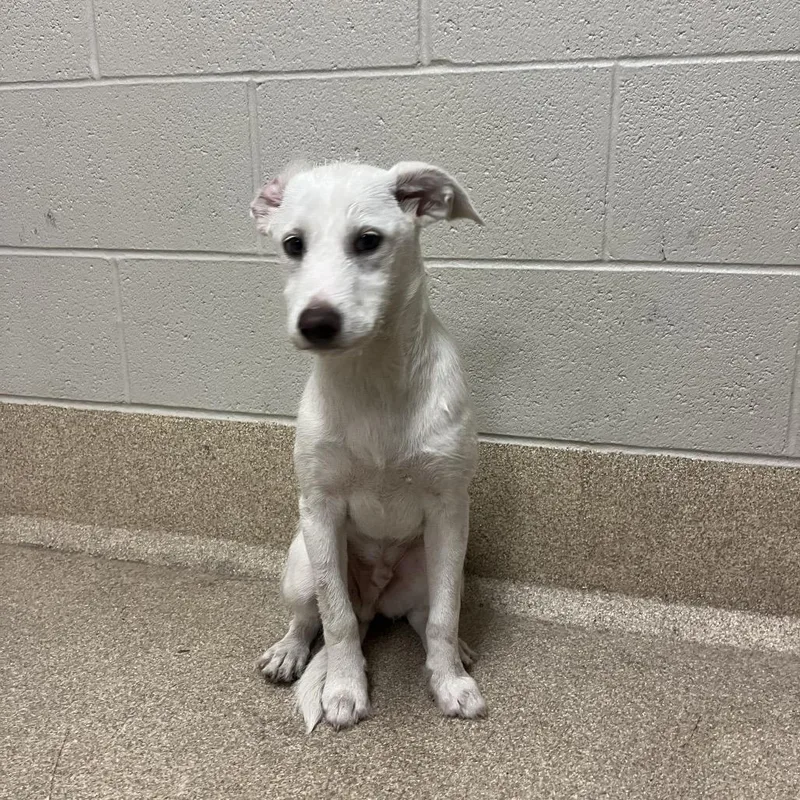 A baby medium-sized male White / Cream Terrier dog named Todd for adoption in Bristol, IN