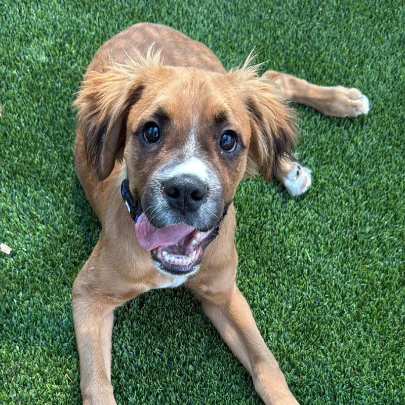 A young medium-sized male Boxer dog named Charlie Ca for adoption in Hillside, IL