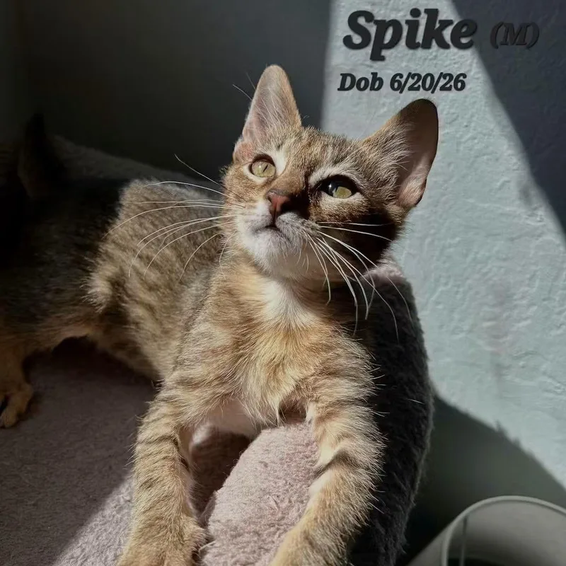 A baby medium-sized male Tabby cat named Spike for adoption in Concord, CA