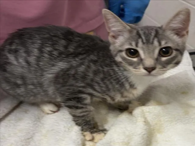 A baby medium-sized female Domestic Short Hair cat named Brie for adoption in Derwood, MD
