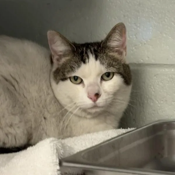 A senior medium-sized female Domestic Short Hair cat named Lilly for adoption in Salt Lake City, UT