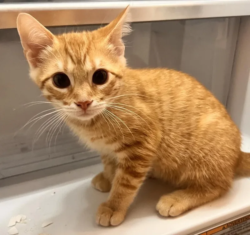A baby small-sized male Tabby (Orange / Red) Domestic Short Hair cat named Dale for adoption in Jackson, GA