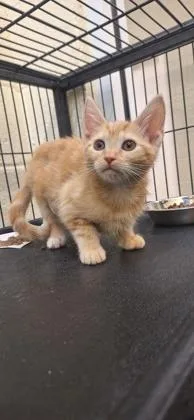 A baby small-sized female Domestic Short Hair cat named Mercury for adoption in Vero Beach, FL