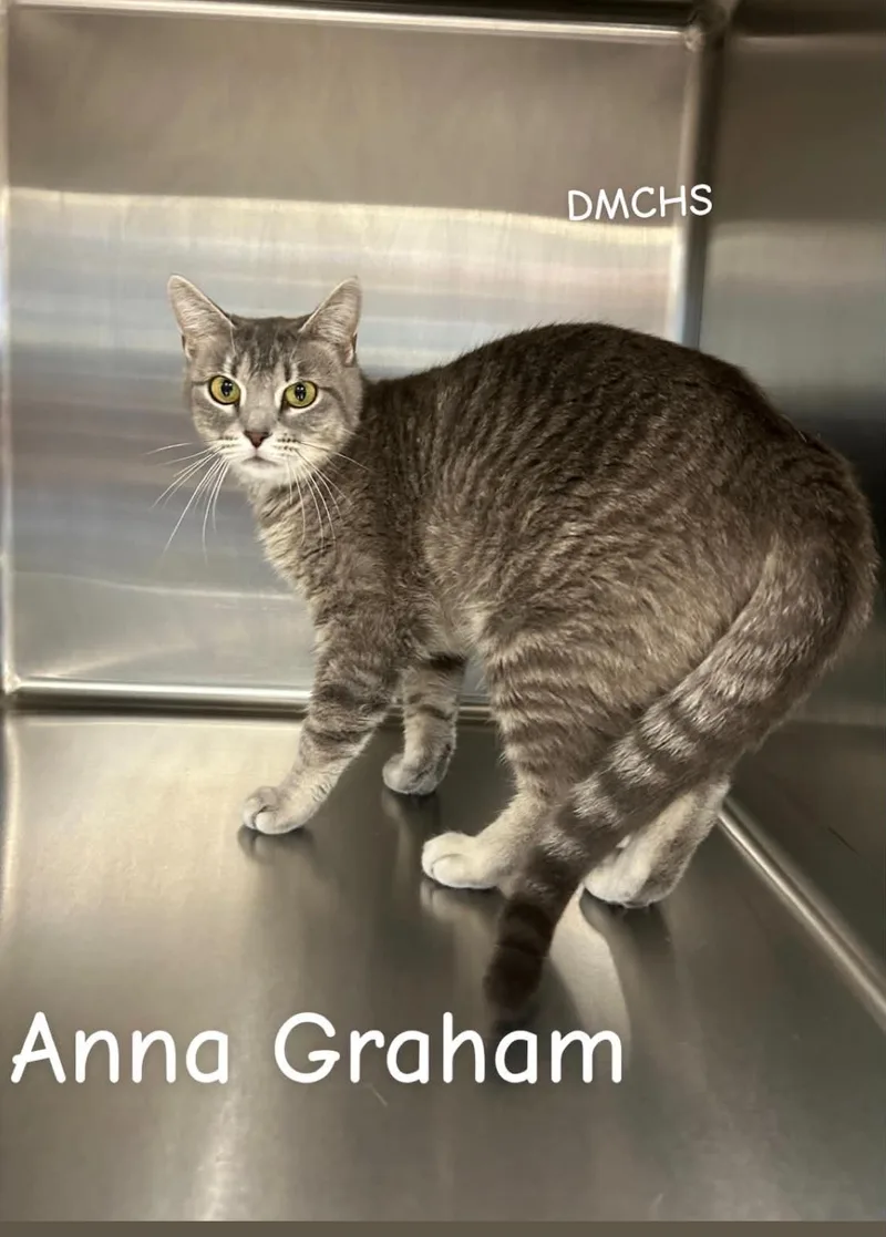 A young small-sized female Tabby (Gray / Blue / Silver) Domestic Short Hair cat named Anna Graham for adoption in Burlington, IA