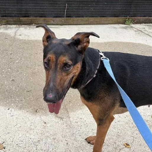 Percedes thumbnail 2