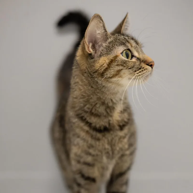A young medium-sized female Torbie Domestic Short Hair cat named Queenie for adoption in Scituate, MA
