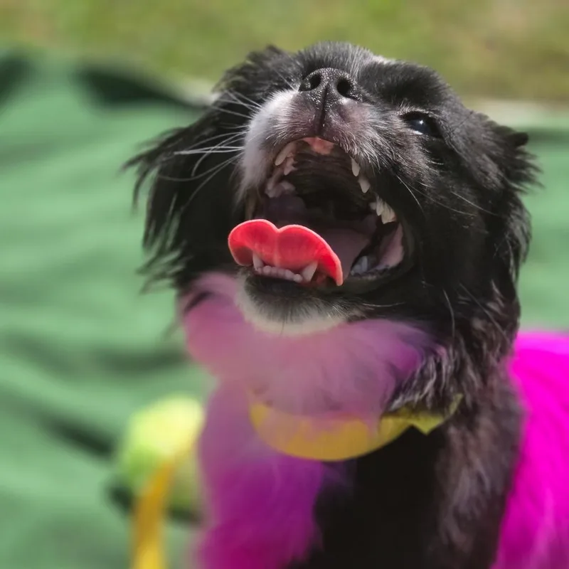 Lisa Frank thumbnail 2