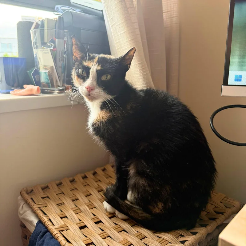 An adult medium-sized female Domestic Short Hair cat named Ladybug for adoption in Brooklyn, NY
