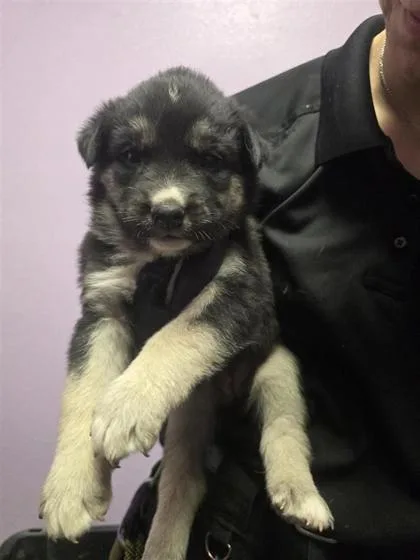 A baby large-sized female Black German Shepherd Dog dog named 60768663 for adoption in El Paso, TX