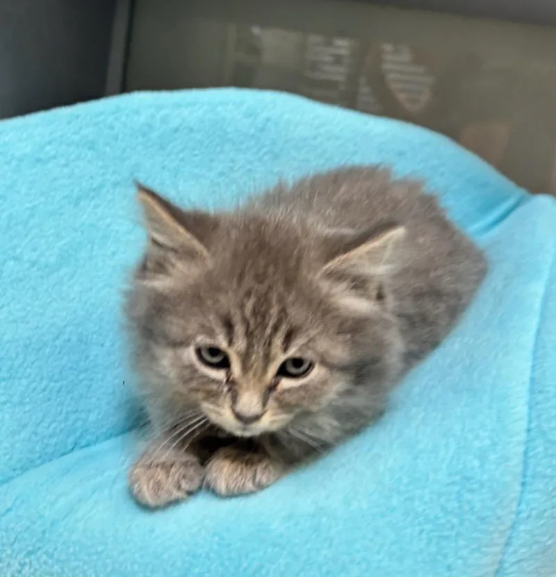 A baby small-sized female Domestic Long Hair cat named Gazelle for adoption in Liverpool, NY