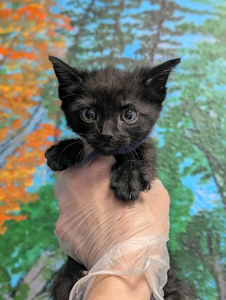A baby small-sized male Domestic Short Hair cat named Cricket for adoption in New Braunfels, TX