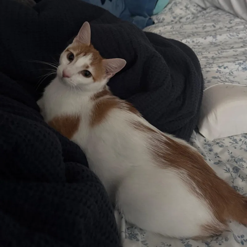 A young medium-sized female White Domestic Short Hair cat named Spot for adoption in Waukesha, WI