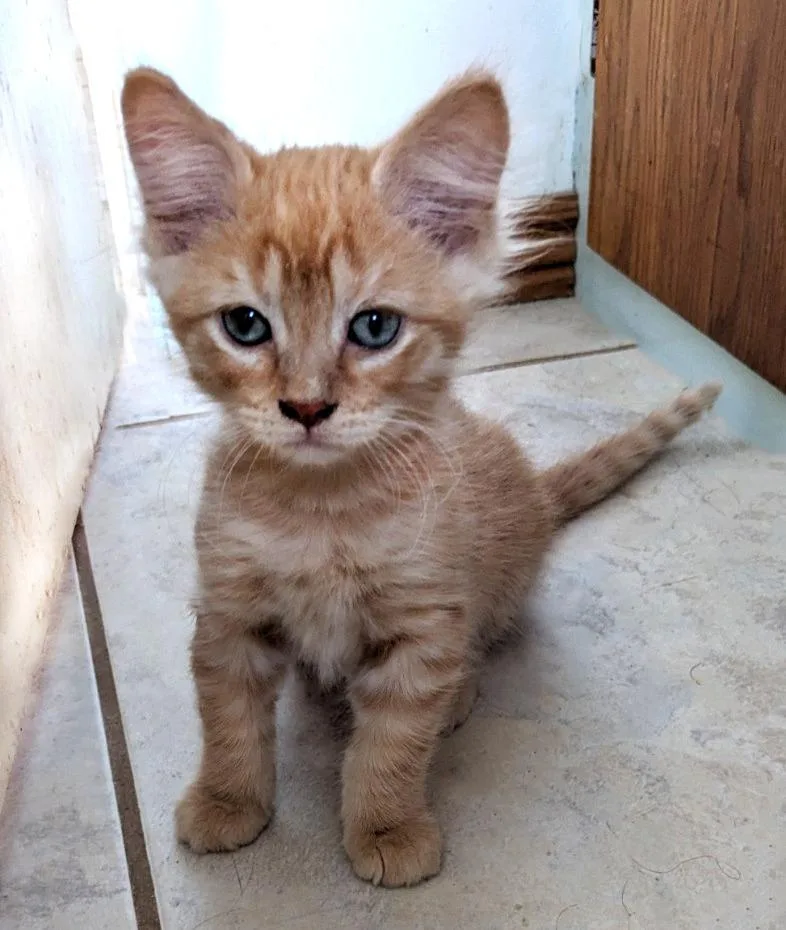 A baby medium-sized male Domestic Medium Hair cat named Orangesicle for adoption in Salt Lake City, UT