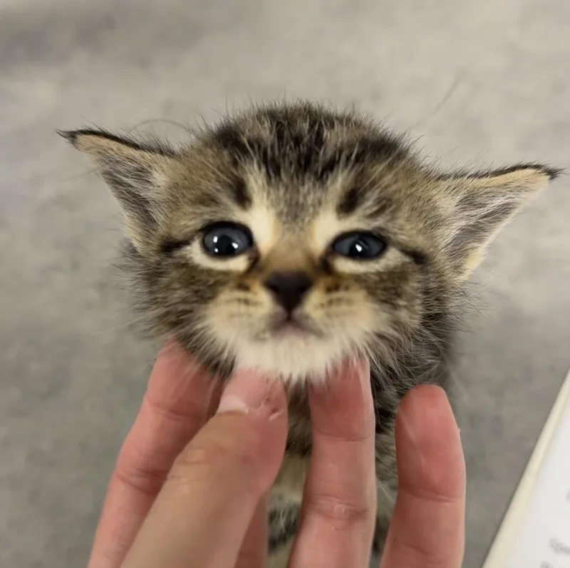 A baby small-sized male Brown / Chocolate Domestic Short Hair cat named Viper for adoption in Bemidji, MN