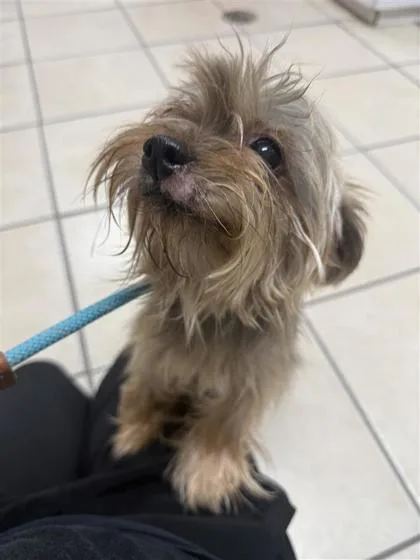 An adult small-sized female Mixed Breed dog named Coco for adoption in Largo, FL