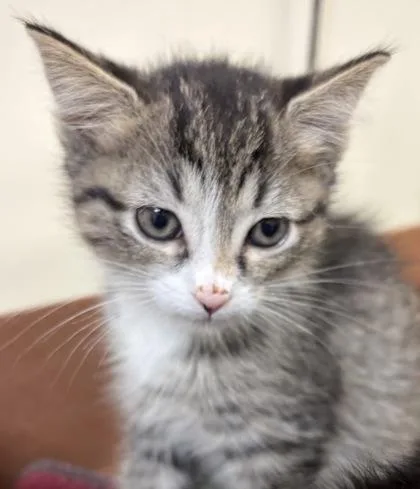 A baby small-sized male Domestic Short Hair cat named Falling Leaf for adoption in West Chester, PA
