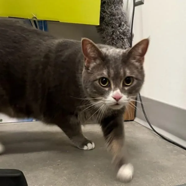 An adult medium-sized female Domestic Short Hair cat named Sasha for adoption in Des Moines, IA