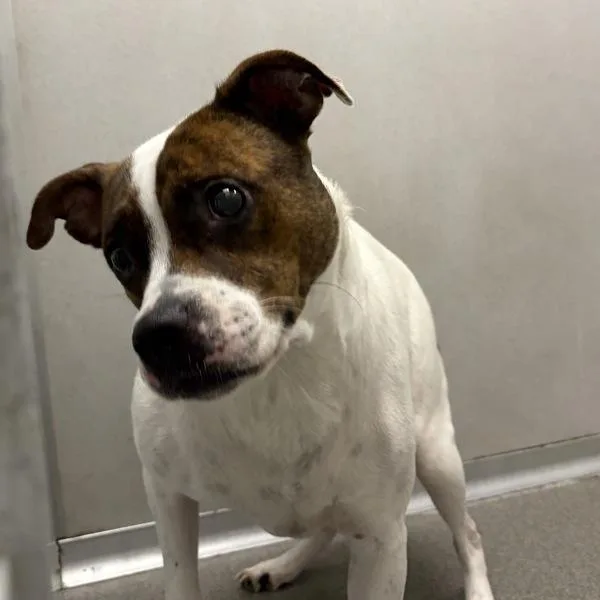 An adult medium-sized female Terrier dog named Pebbles for adoption in Des Moines, IA