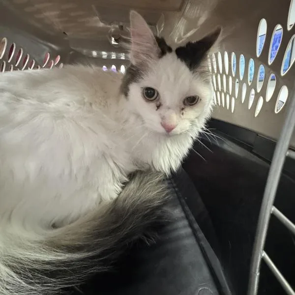 A senior medium-sized male Domestic Long Hair cat named Mister for adoption in Des Moines, IA