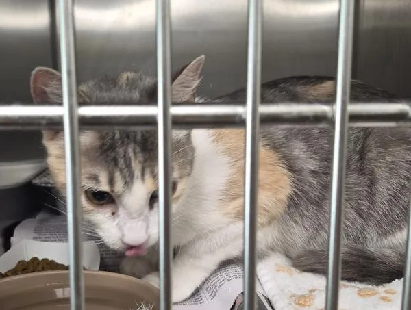 An adult small-sized female Domestic Short Hair cat named Pen Spree for adoption in Lawrenceville, GA