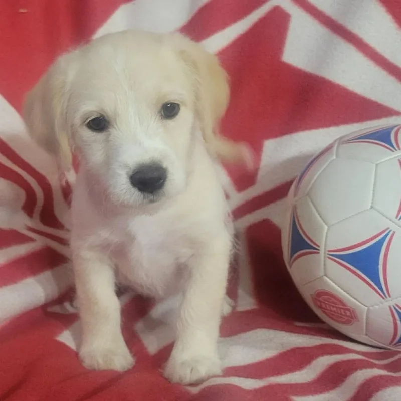 A baby small-sized female Yellow / Tan / Blond / Fawn Chihuahua dog named Ellie for adoption in Loves Park, IL