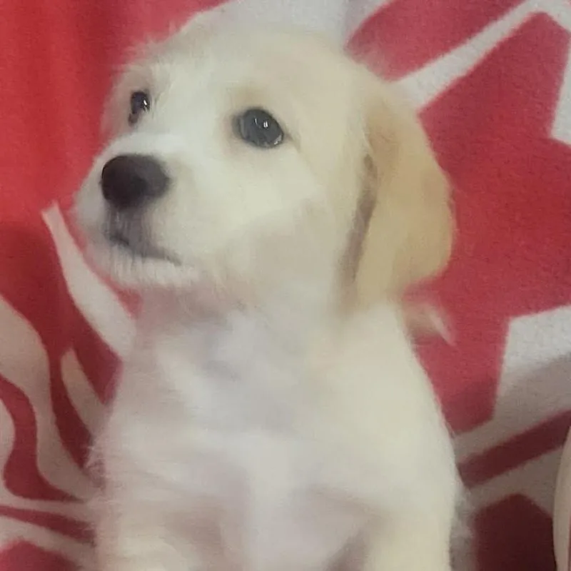 Ellie thumbnail 3