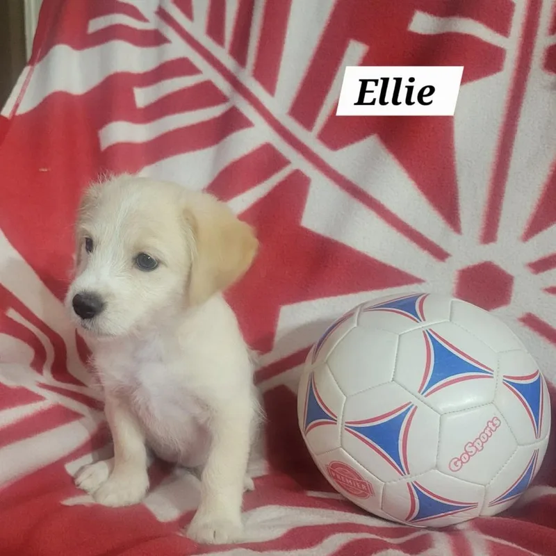 Ellie thumbnail 4