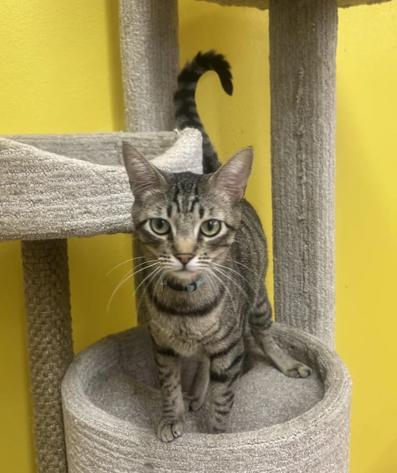 An adult large-sized male Gray & White Domestic Short Hair cat named Larry for adoption in Whittier, CA