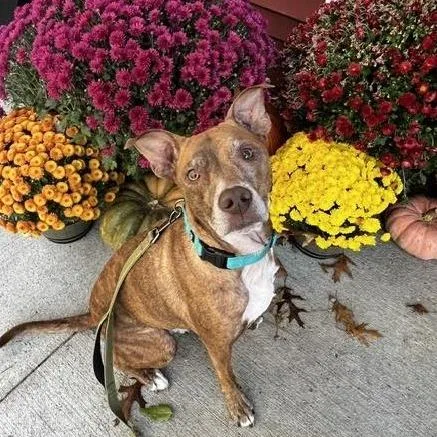 A senior medium-sized female Mixed Breed dog named Mabel for adoption in Concord, NH
