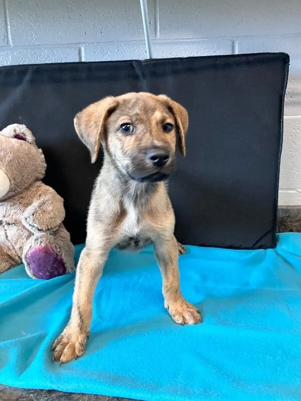 A young medium-sized male Brindle Mixed Breed dog named Landau for adoption in Jackson, TN