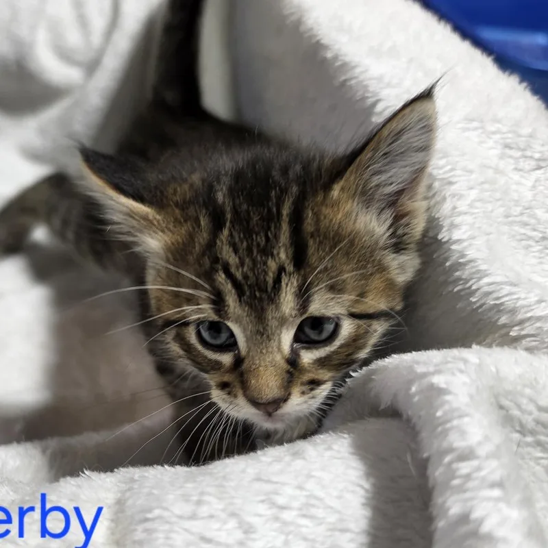 A baby small-sized male Gray / Blue / Silver Domestic Short Hair cat named Derbyc for adoption in East Saint Louis, IL