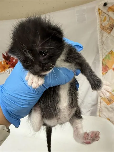 A young small-sized female Domestic Short Hair cat named Romina for adoption in Riverside, CA