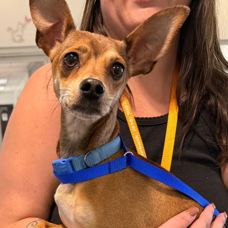 An adult small-sized female Brown / Chocolate Chihuahua dog named Maple for adoption in Mission Hills, CA