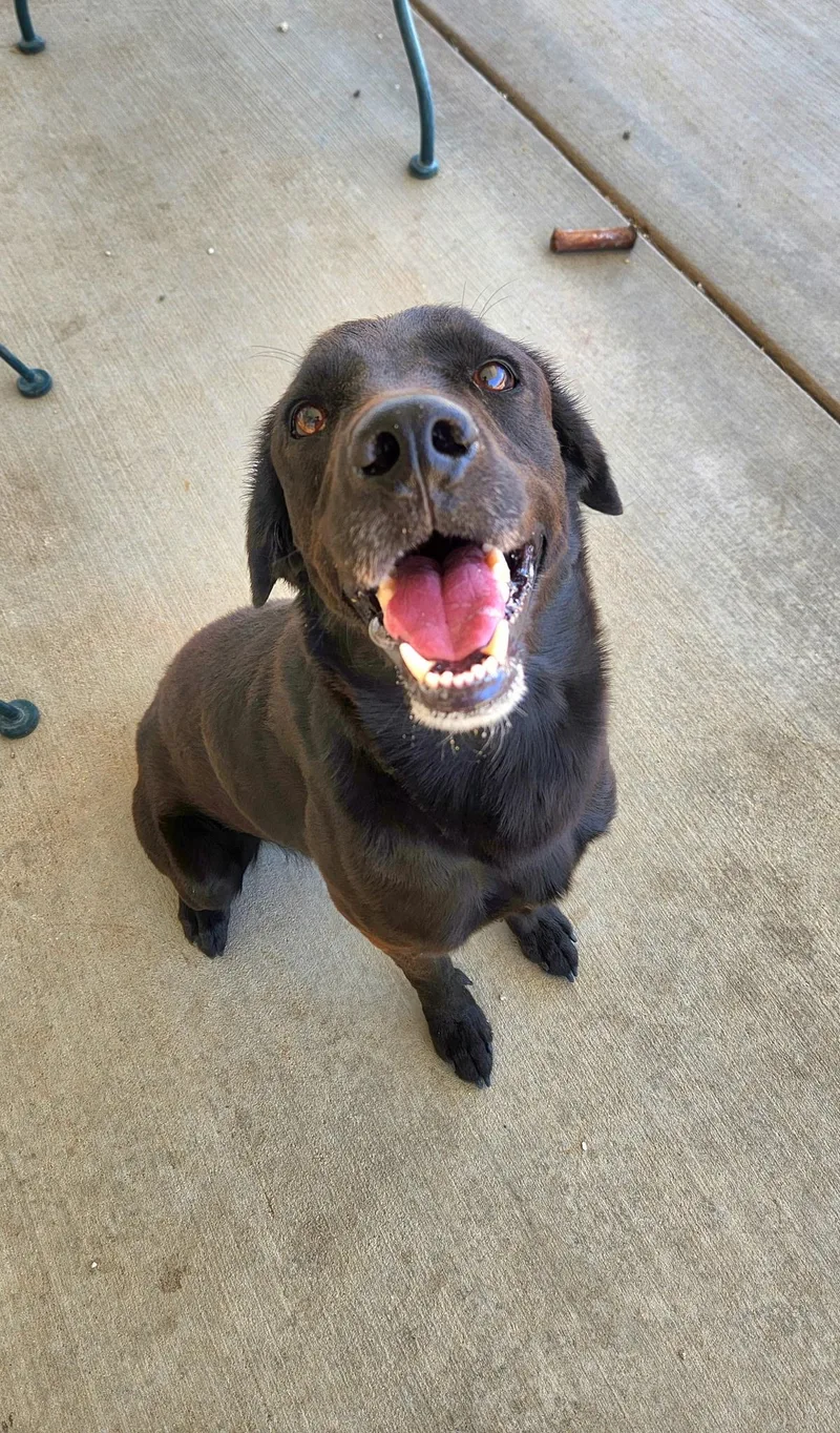 A young medium-sized male Black Labrador Retriever dog named Reggie for adoption in Ferndale, WA