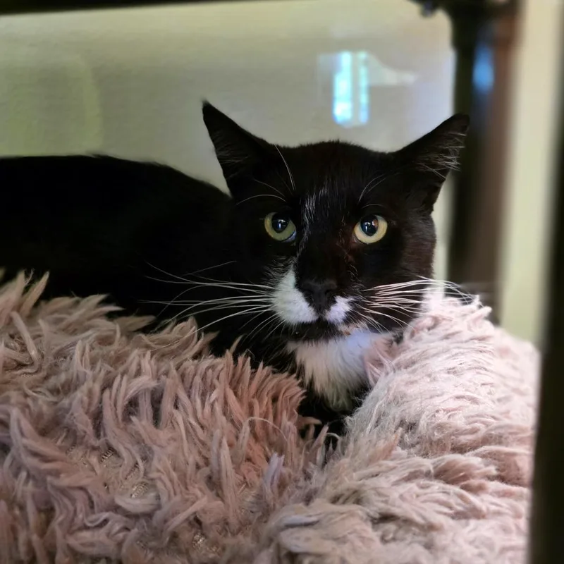 An adult medium-sized male Black Domestic Short Hair cat named Teddy for adoption in Oshkosh, WI