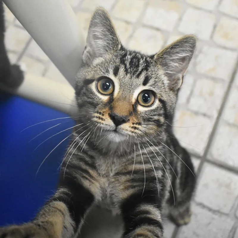 A baby medium-sized male Domestic Short Hair cat named Prescott for adoption in Saint Petersburg, FL