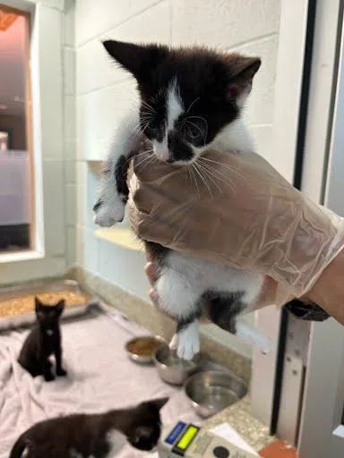 A baby small-sized female Domestic Short Hair cat named Feta for adoption in Washington, DC
