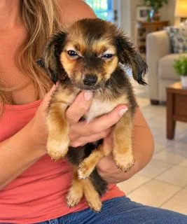 A baby small-sized male Golden Miniature Dachshund dog named Billy for adoption in Tifton, GA