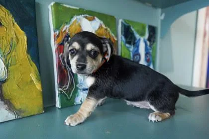 A baby small-sized female Rat Terrier dog named Athena for adoption in San Antonio, TX
