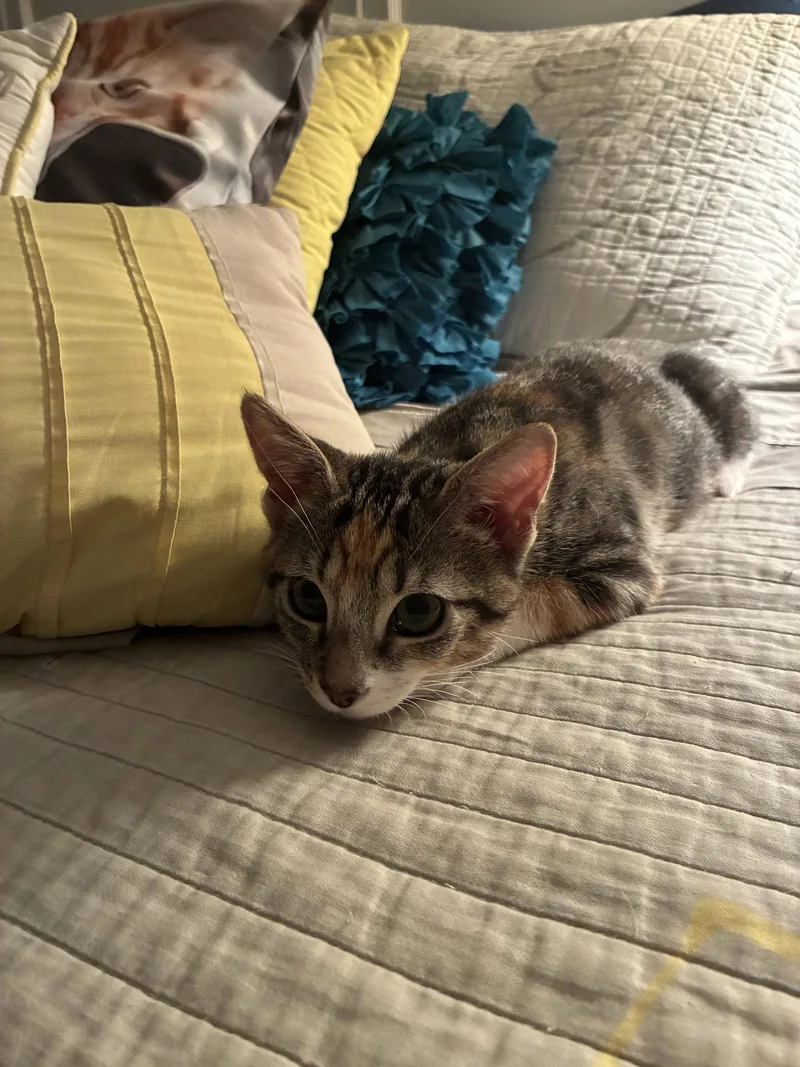 A baby medium-sized female Calico cat named Zilla for adoption in Plano, TX
