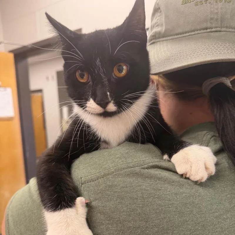An adult medium-sized male Domestic Short Hair cat named Suo for adoption in Columbiana, AL