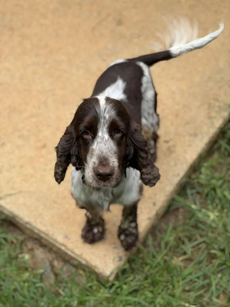 A young small-sized male English Cocker Spaniel dog named Nelson for adoption in Atlanta, GA