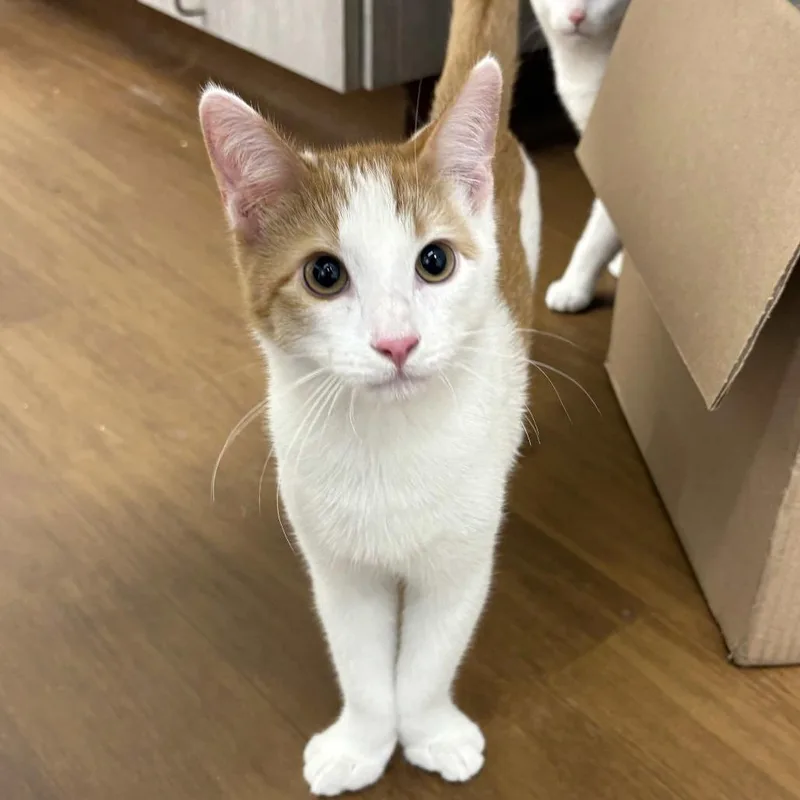 A baby medium-sized male Orange / Red Domestic Short Hair cat named Chaos for adoption in Beaumont, TX