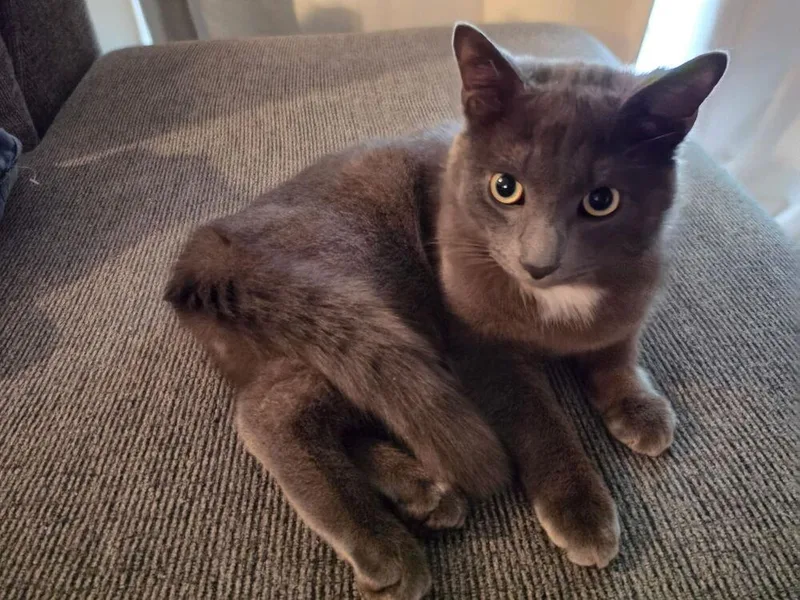 A young medium-sized male Gray & White Domestic Short Hair cat named Jackson for adoption in North Brunswick, NJ