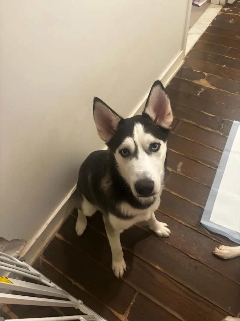 A young medium-sized male Tricolor (Brown, Black, & White) Husky dog named Luca & Shadow for adoption in New York, NY